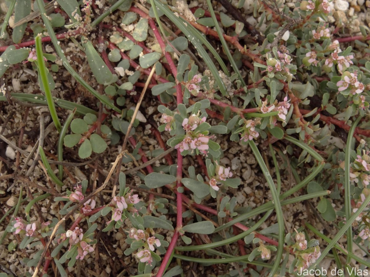 Euphorbia rosea Retz.